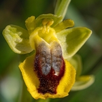 Slcilian Ophrys (Ophrys lutea subsp sicula) 