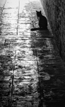 CAT IN SOTOPORTEGO - VENICE
