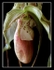 Phragmipedium grande x