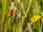 Essex Skipper