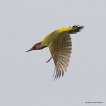 Green Woodpecker (Picus viridis sharpei) M