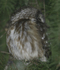 Northern Saw-Whet Owl