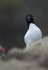 RAZORBILL, LUNGA, TRESHNISH ISLES