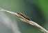 Cinnabar caterpillar