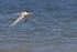 Royal Tern flying over water, Fort De Soto Park, Florida