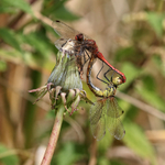 Ruddy Darter pair mating, Otmoor RSPB Nature Reserve