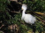 Snowy Egret with raised feathers, Orlando, Florida