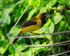 Black-cowled Oriole on feeder, Costa Rica