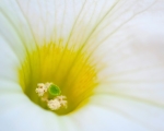 White Petunia