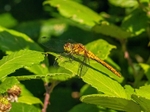 Ruddy Darter