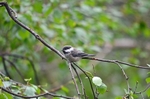 Siberian Tit