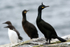 SBC008: Shags and Guillemots