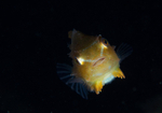 Cyclopterus lumpus