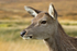 Red Deer Hind