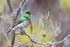 Southern Double-collared Sunbird calling, Simon's Town, South Africa