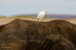 _84Y0642 copyright Amboseli