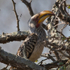 Southern Yellow-billed Hornbill perched in a tree