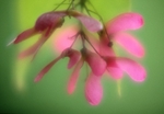 Acer Seeds