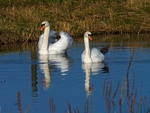 Mute Swan