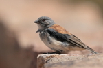 Red-backed Sierra-Finch, close view, El Tatio, Chile