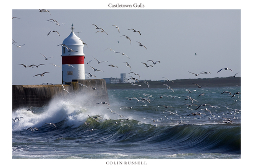 High tide at Castletown and the scavaging Seagulls dodge the incoming waves. Some leaving it a touch too late.