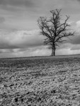 Lonely Tree