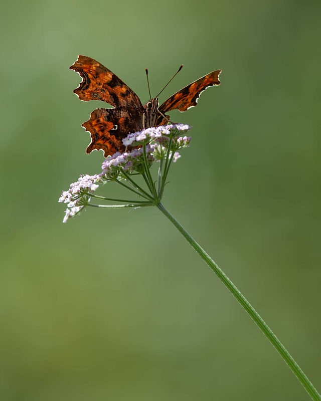 Comma - Dee Estuary