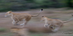 Chasing tails