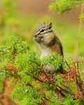 Least Chipmunk eating, Maligne Canyon, Canada