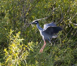 Yellow Crowned Night Heron _0025
