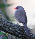 Common Waxbill