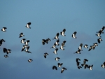 Lapwings