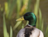 Mallard