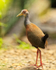 Grey-necked Wood-Rail, Costa Rica