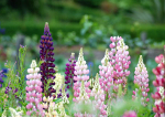 Lilac Lupins