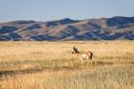 Pronghorn Morning