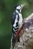 Juv Great Spotted Woodpecker