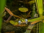 Edible Frog