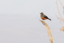 Bird Mocking cliff Chat