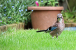 Jay on garden lawn, Oxfordshire, UK