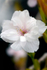 White Cherry Blossom - DSC_7021_00002