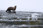 River Otter on Yellowstone River in winter