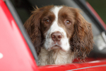 Best of Gun Dogs portfolio