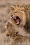 Kalahari couple