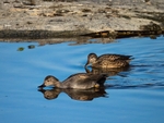 Gadwall