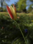 Tulip