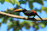 Fiery-billed Aracari back view, Costa Rica