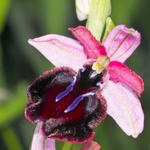 Siponto Ophrys (Ophrys sipontensis) an orchid endemci to the Gargano penisula,