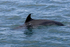180726 DOLPHIN OFF TOTLAND BAY1Y3A3103