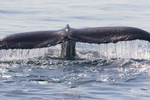 0A3A7545 Mums Tail 1